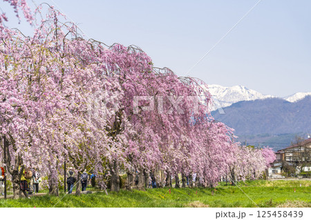 飯豊連峰 山 飯豊山 桜の写真素材 - PIXTA
