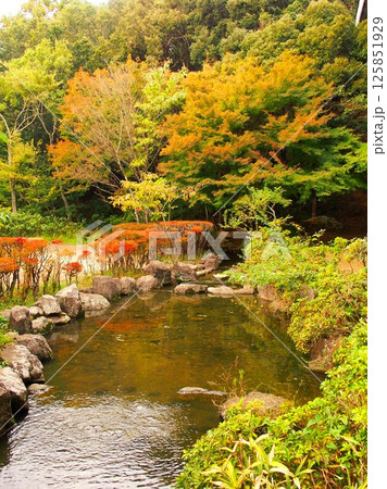 庭石と紅葉の写真素材 - PIXTA