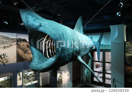 サメ 鮫 魚 剥製の写真素材 - PIXTA