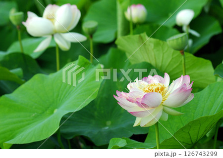 自然の風景 ハスの葉 自然の風景 ハスの葉 蓮の花 - Search / X