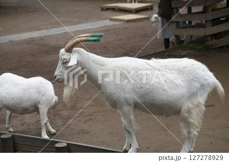 山羊の角の写真素材 - PIXTA