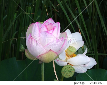 蓮 蕾の写真素材 - PIXTA