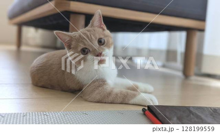 見返り美人猫の写真素材 - PIXTA