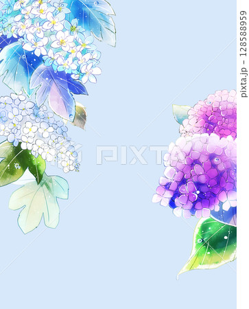 カシワバアジサイのイラスト素材 - PIXTA