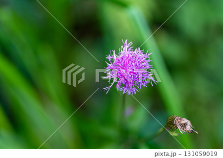 アザミ 花 ピンク色 桃色の写真素材 - PIXTA