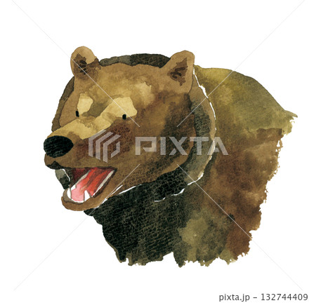 熊 ヒグマ キバ 牙の写真素材 - PIXTA