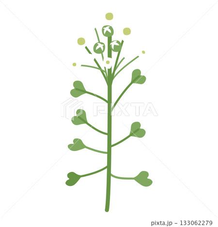 ナズナ なずな 植物 花のイラスト素材 - PIXTA