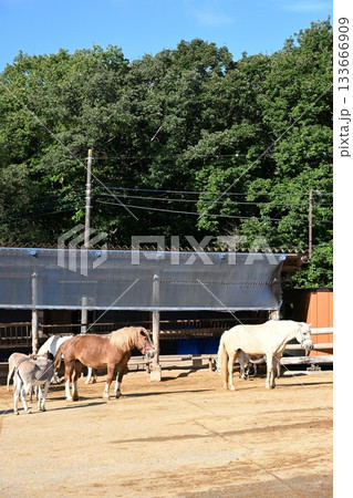馬のいる景色の写真素材 - PIXTA