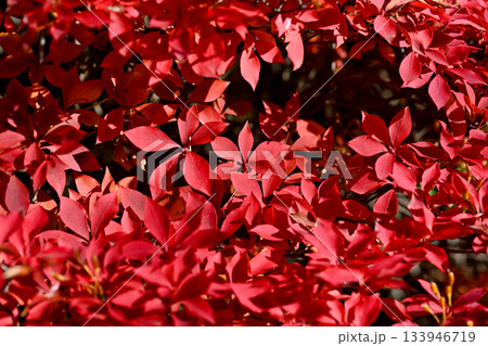 ドウダンツツジ 赤い花 赤い 花の写真素材 - PIXTA