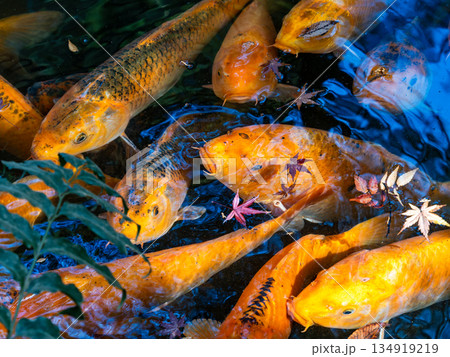 鯉 コイ 魚類 オレンジ色の写真素材 - PIXTA