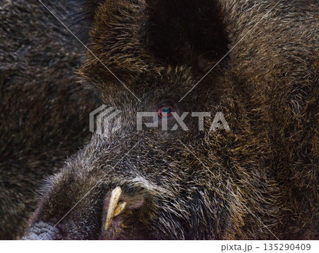 猪 いのしし イノシシ 毛皮の写真素材 - PIXTA
