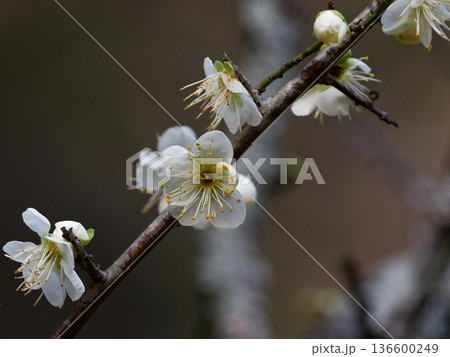 梅 青軸 花 梅（青軸）の写真素材 - PIXTA