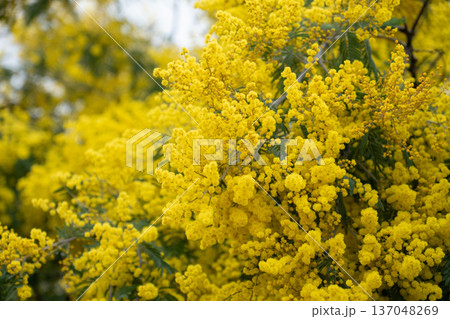 ミモザ 花 開花 黄色の写真素材 - PIXTA