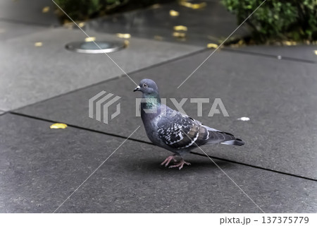 鳩 灰色の写真素材 - PIXTA