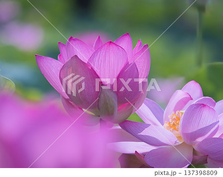 紫のハスの花の写真素材 - PIXTA