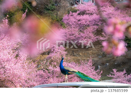 ピンク孔雀の写真素材 - PIXTA