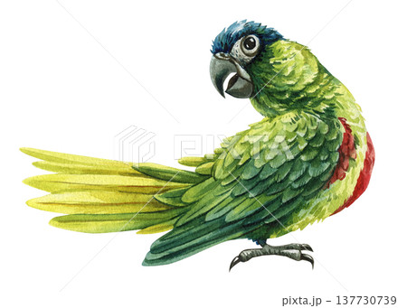 インコ グリーン 緑色 鳥のイラスト素材 - PIXTA