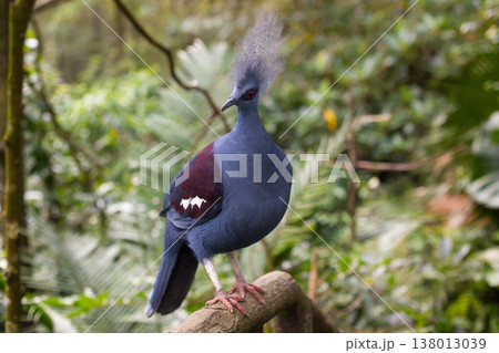 カンムリバト 鳩の写真素材 - PIXTA
