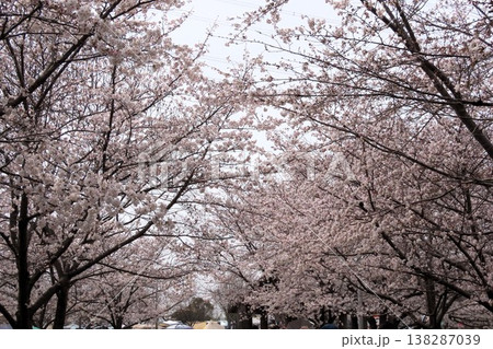 山桜のつぼみ 山桜 蕾 桜の写真素材 - PIXTA