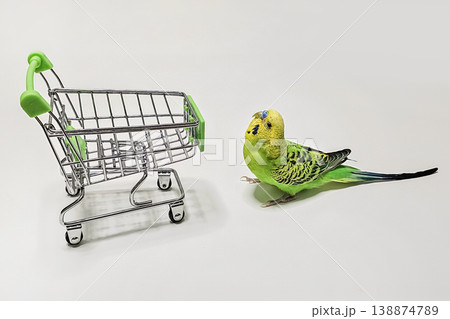 セキセイインコ 鳥 グリーン 緑色の写真素材 - PIXTA