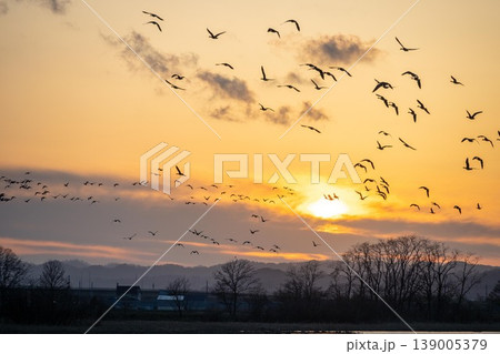 夕焼け鳥の休息 夕焼け 鳥 野鳥 雁の写真素材 - PIXTA