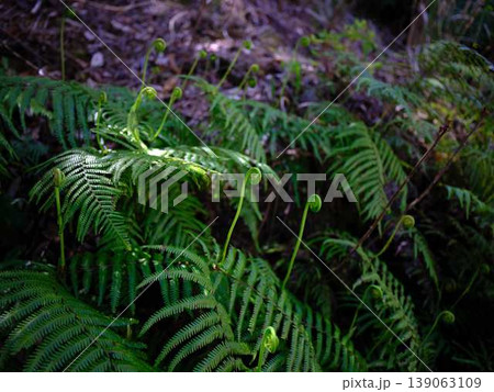 ウラジロ 裏白 葉の写真素材 - PIXTA