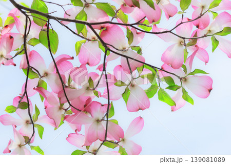 ハナミズキ 白 花 はなみずきの写真素材 - PIXTA