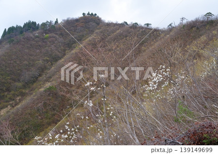 山のコブシの写真素材 - PIXTA