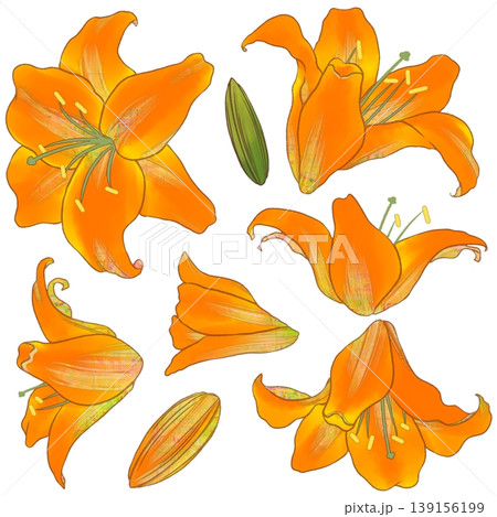 ゆり ユリ 花 花びらのイラスト素材 - PIXTA