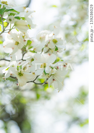 ハナミズキ 白 花 はなみずきの写真素材 - PIXTA