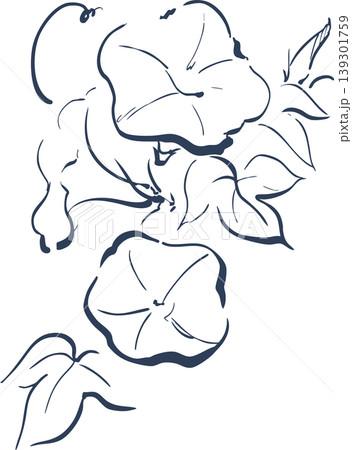 朝顔 線画 花 ベクターのイラスト素材 - PIXTA