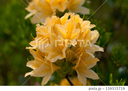 黄色蓮華つつじの写真素材 - PIXTA