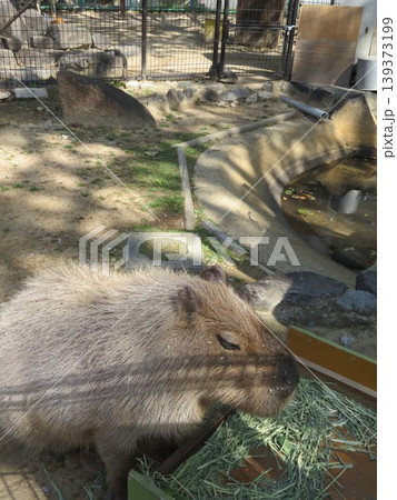 カピパラの写真素材 - PIXTA