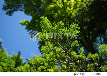 もみの木の新芽の写真素材 - PIXTA