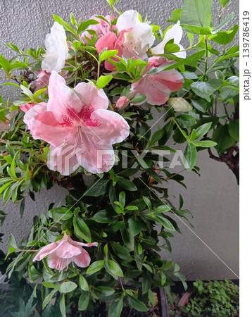 さつき盆栽の写真素材 - PIXTA
