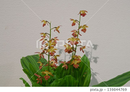 エビネ 黄色 蘭 花の写真素材 - PIXTA