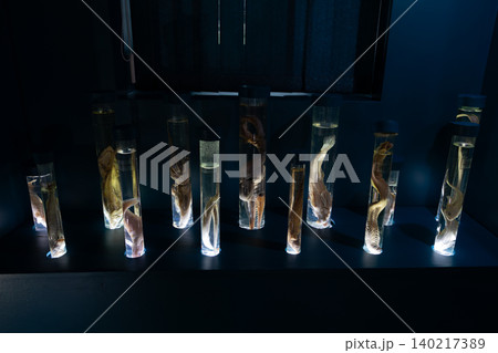 ホルマリン漬けの写真素材 - PIXTA