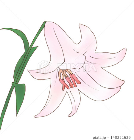 ゆり ユリ 花 花びらのイラスト素材 - PIXTA