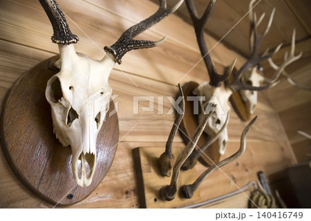 鹿 頭蓋骨 角 骨の写真素材 - PIXTA