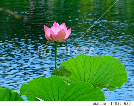 水辺の花 夏の草花の写真素材 - PIXTA