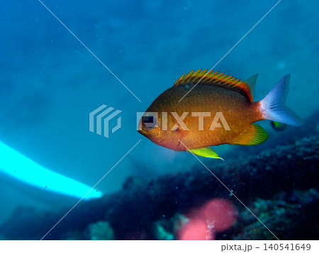 熱帯魚 スズメダイ 黄色 海の写真素材 - PIXTA