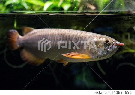魚 アロワナ 金色 熱帯魚の写真素材 - PIXTA