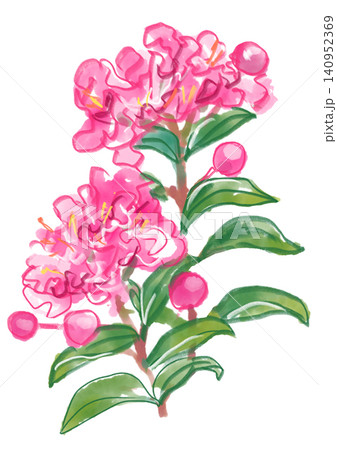 植物 花 サルスベリ 百日紅のイラスト素材 - PIXTA