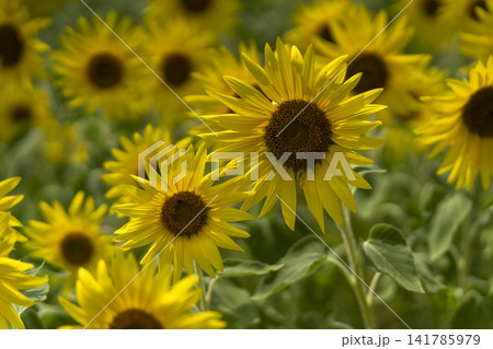 ひまわり(向日葵)の写真素材(332,155点以上の高品質な写真素材