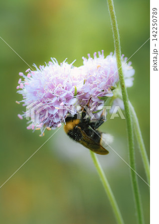 ハチ まるはなばち マルハナバチ 昆虫の写真素材 - PIXTA